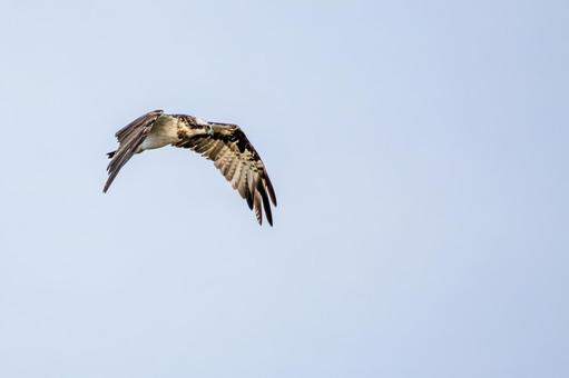ミサゴ(108) 鳥,ミサゴ,ウオタカの写真素材