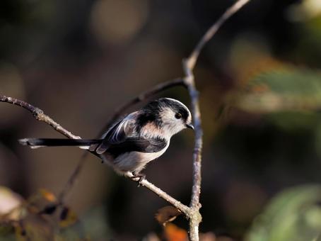 エナガ エナガ,野鳥,小鳥の写真素材