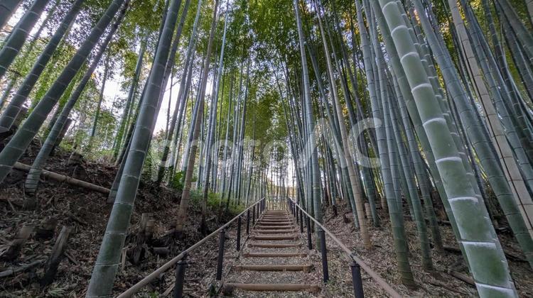 竹林の階段 竹,風景,階段の写真素材