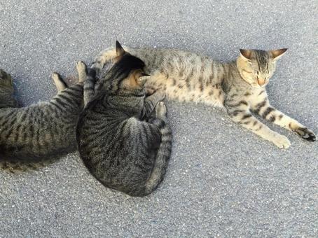 猫島 猫島の写真