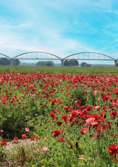 ポピー畑　埼玉県鴻巣市 シャーレーポピー,花畑,ポピーの写真素材