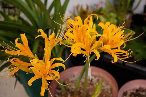 黄金色のリコリス 植物,黄色,リコリスの写真素材