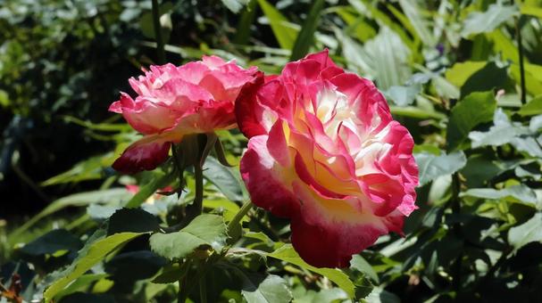 ばらの花 ばらの花の写真