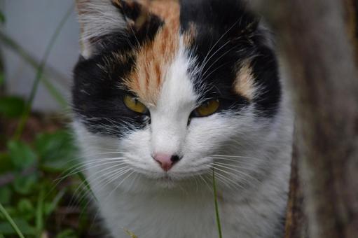 Glaring Cat, JPG
