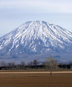 春の羊蹄山と畑 羊蹄山,一本の木,畑の写真素材