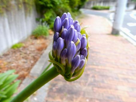 Photo, agapanthus, purple clam, cliviaceae, 