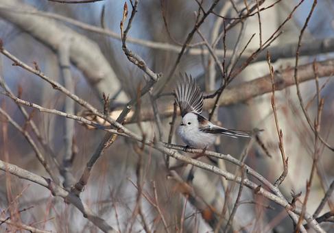 Long-tailed Tit, JPG