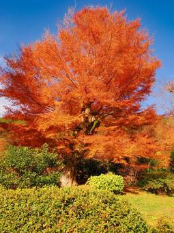 環境芸術の森 環境芸術の森,佐賀県,紅葉の写真素材