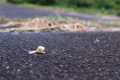 雨上がり、家路に急ぐカタツムリ 雨上がり、家路に急ぐカタツムリの写真