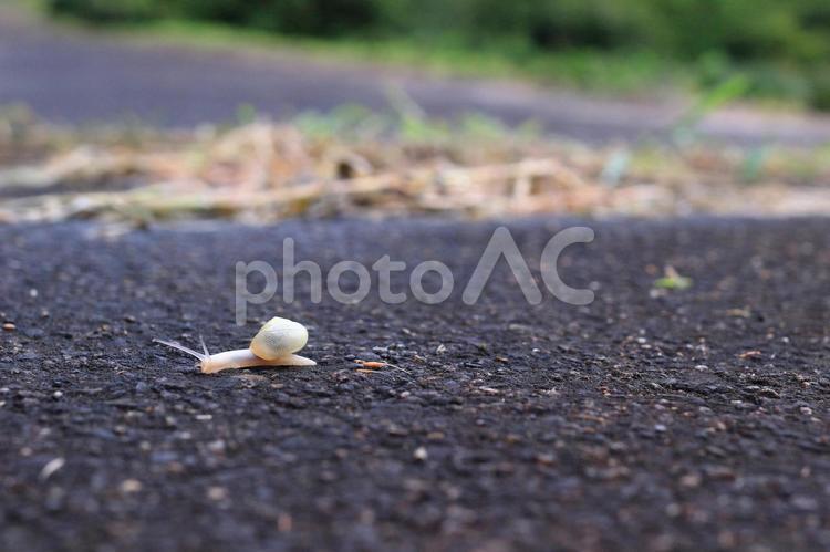 雨上がり、家路に急ぐカタツムリ カタツムリ,生物,生命の写真素材