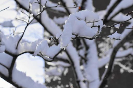 Snow on the branches Snow on the branches