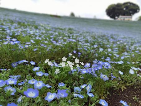 Nemophila, JPG Nemophila, JPG