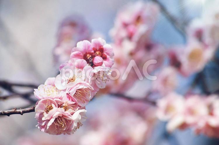 爽やかな春の花の風景 春,空,花の写真素材