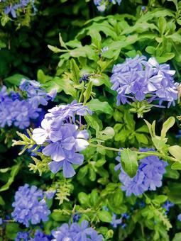 こもれび こもれび 花,自然,紫の写真素材