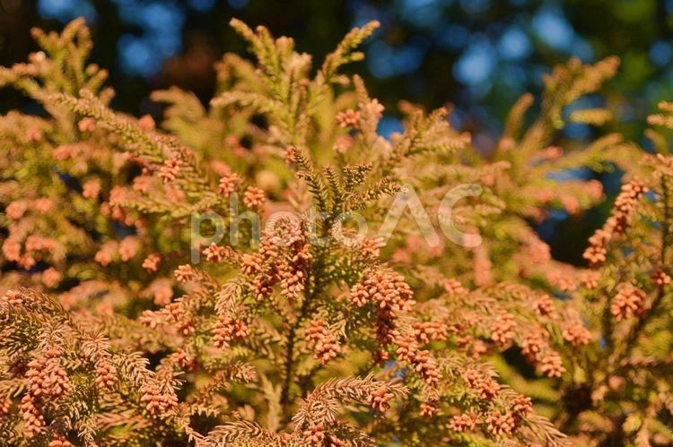 花粉症素材：杉の花粉 花粉,花粉症,杉の写真素材