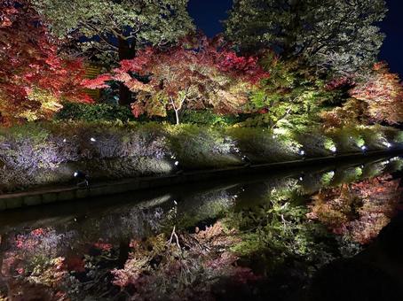ライトアップされる紅葉 ライトアップされる紅葉の写真