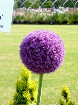 植物園の花壇に咲くアリウム・ギガンチウム 植物園の花壇に咲くアリウム・ギガンチウム アリウム,ギガンチウム,花の写真素材