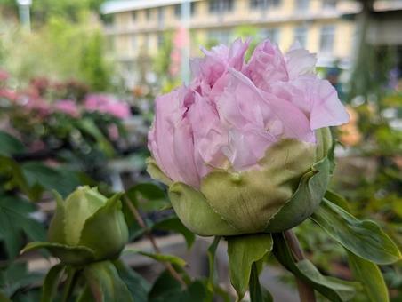 牡丹の蕾 牡丹の蕾 牡丹,花,はなの写真素材