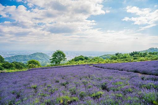 北海道 札幌市 幌見峠のラベンダー畑 北海道 札幌市 幌見峠のラベンダー畑の写真
