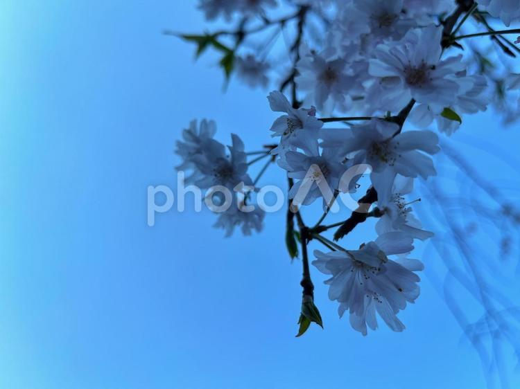 日没後の桜 桜,空,夕方の写真素材