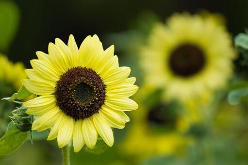 ヒマワリの花 ひまわり,ヒマワリ,夏の写真素材