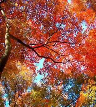 鮮やかな秋の紅葉 鮮やかな秋の紅葉 紅葉,秋,モミジの写真素材