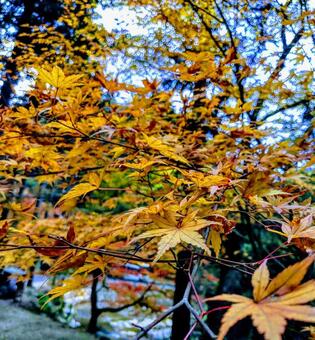 紅葉 紅葉の写真