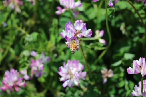 すみれ？何の花？ 花,緑,紫の写真素材