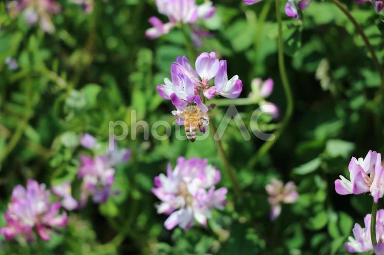 すみれ？何の花？ 花,緑,紫の写真素材