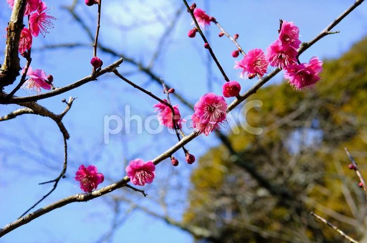 増位山随願寺　梅園 梅,うめ,ウメの写真素材
