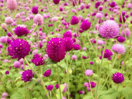 Zinnia Raspberry Field 2, JPG