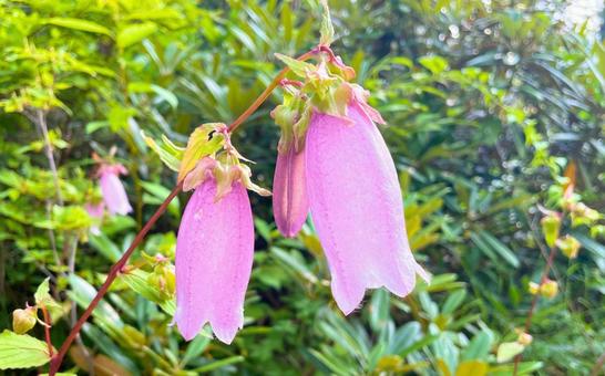 誠実さ、信念、正義の花言葉 ホタルブクロ 誠実さ、信念、正義の花言葉 ホタルブクロ ホタルブクロ,ピンク色花,可愛いの写真素材