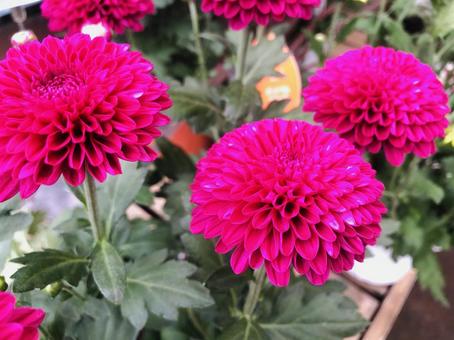 ピンポンマムの花 鮮やかなピンク ピンポンマムの花 鮮やかなピンク ピンポンマム,スプレーマムポンポン,花の写真素材