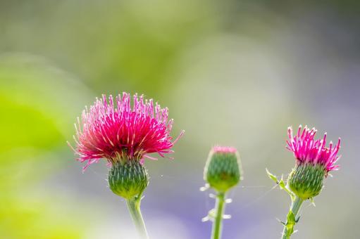 ドイツアザミ⑶ ドイツアザミ⑶ 花,ドイツアザミ,ハナアザミの写真素材