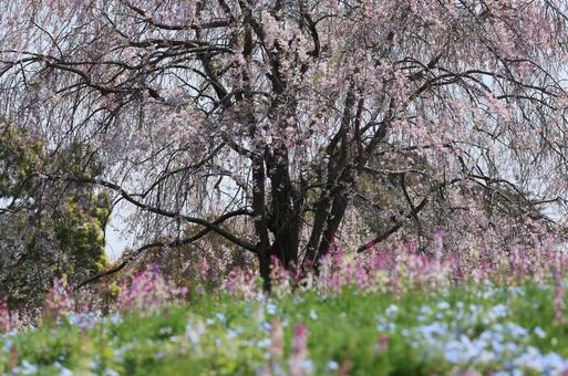 綺麗な桜と花々 綺麗な桜と花々の写真