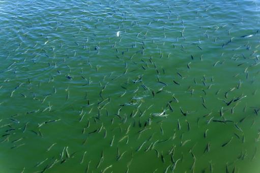 港に入ったコノシロ3（田原市） コノシロ,魚,魚群の写真素材