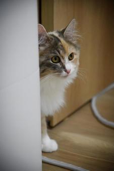 Cat 4, JPG Cat 4, JPG