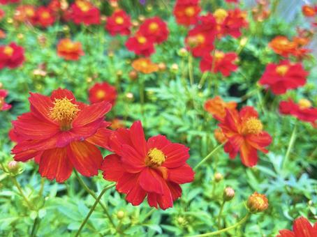 コスモス コスモス コスモス,花,植物の写真素材