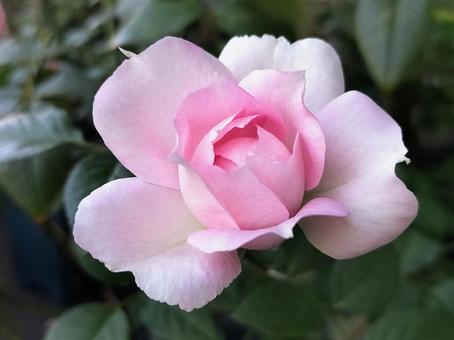 ベランダのバラ・シャリマー 薔薇,バラ,シャリマーの写真素材