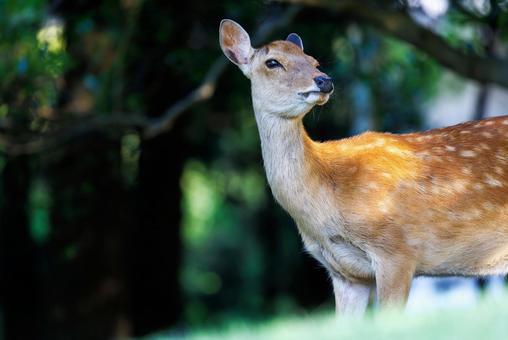 奈良公園の鹿 奈良公園の鹿の写真