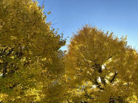 Photo, ginkgo biloba, yellow, beautiful, 