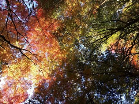 Autumn leaves, JPG