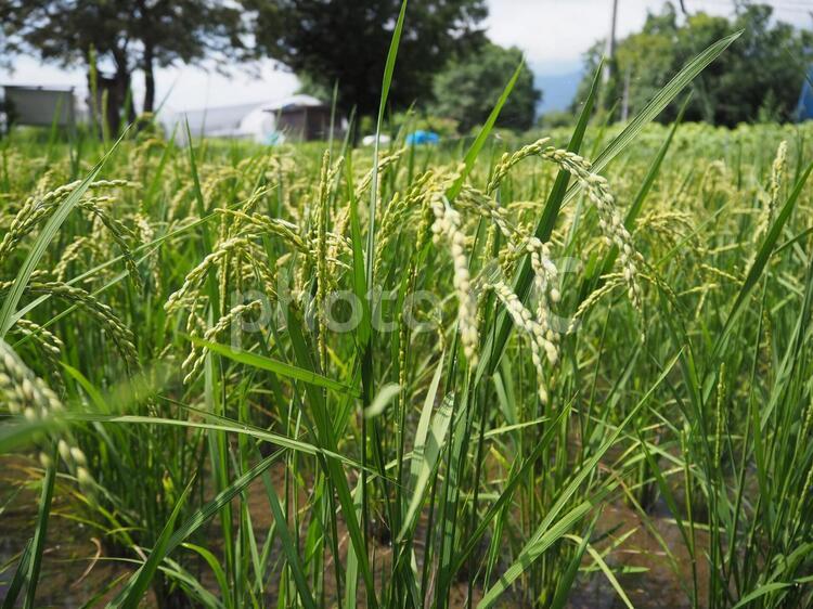田んぼの緑の稲穂 稲,稲穂,田んぼの写真素材