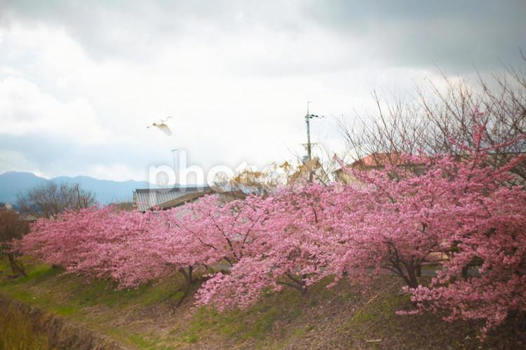 河津桜とサギ きれい,美しい,穏やかの写真素材