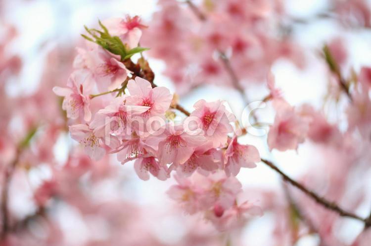 かわいい満開の桜 桜,淡い,桜の木の写真素材