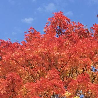 青空に映える紅葉(赤、オレンジ) 青空に映える紅葉(赤、オレンジ)の写真
