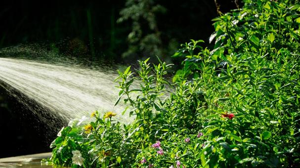 植物への水やりの風景 植物への水やりの風景 水やり,水しぶき,水の写真素材