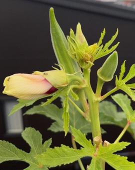 R7.09.05 オクラの花と実 1 R7.09.05 オクラの花と実 1の写真
