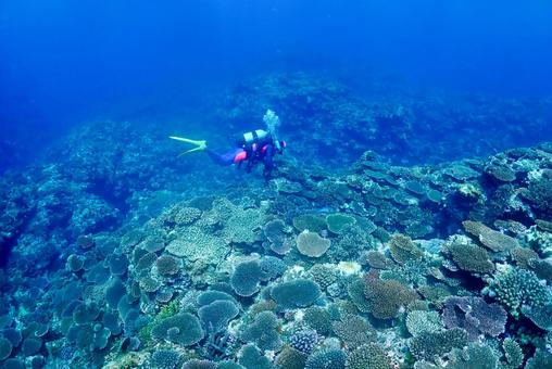 沖縄・西表島 テーブル珊瑚礁とダイバー 沖縄・西表島 テーブル珊瑚礁とダイバー スキューバダイビング,ダイビング,珊瑚礁の写真素材