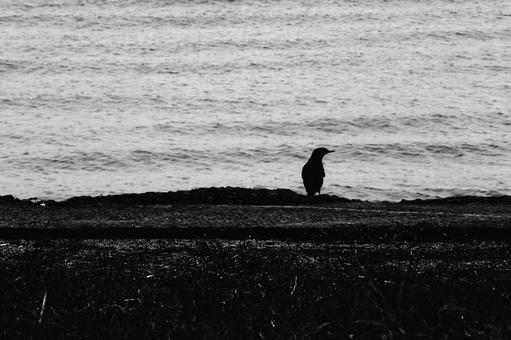 海辺でひとり佇む鳥 海辺でひとり佇む鳥の写真